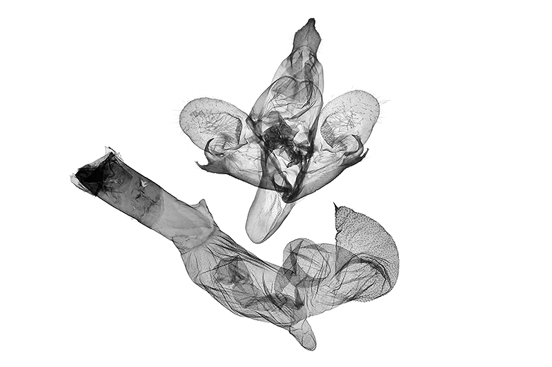 Cernyia usuguronis Male